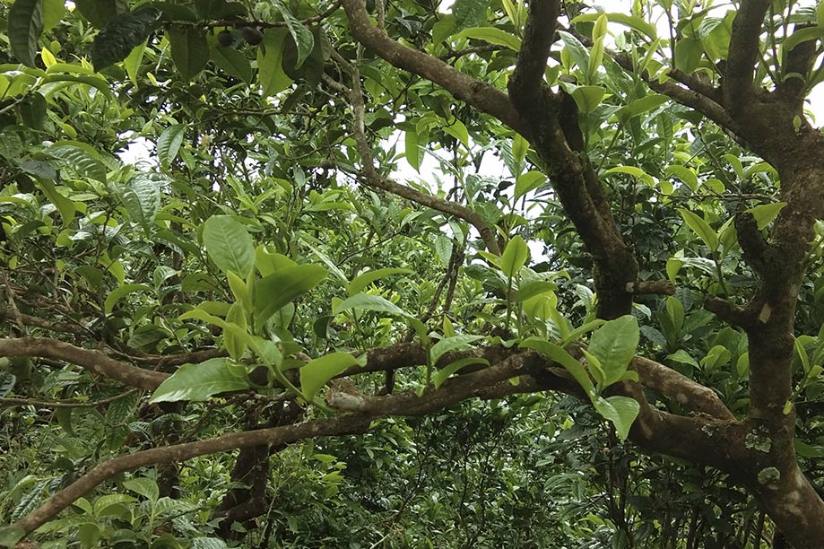 普洱茶网站设计优秀与否有几方面的影响_昆明网站设计