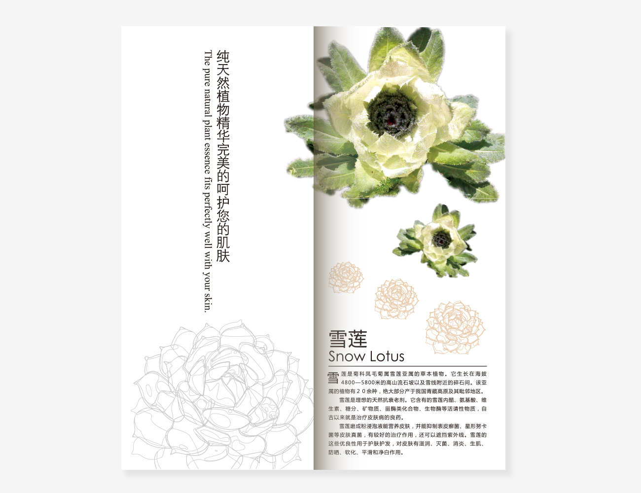 柏妮兰摩梭雪莲美白霜画册设计_昆明画册设计